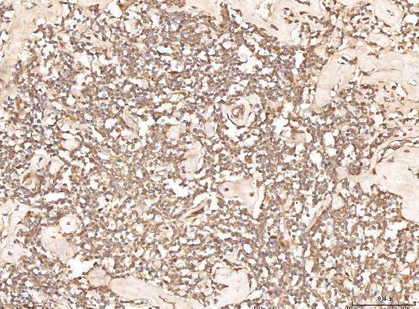  IHC analysis of BHMT using anti-BHMT antibody (A06712-2)