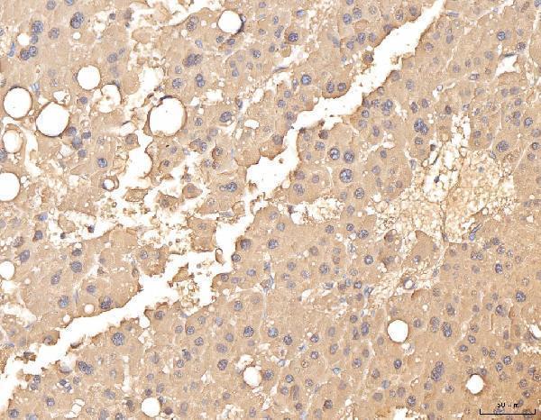 a06712 2 bhmt primary antibodies ihc testing 4