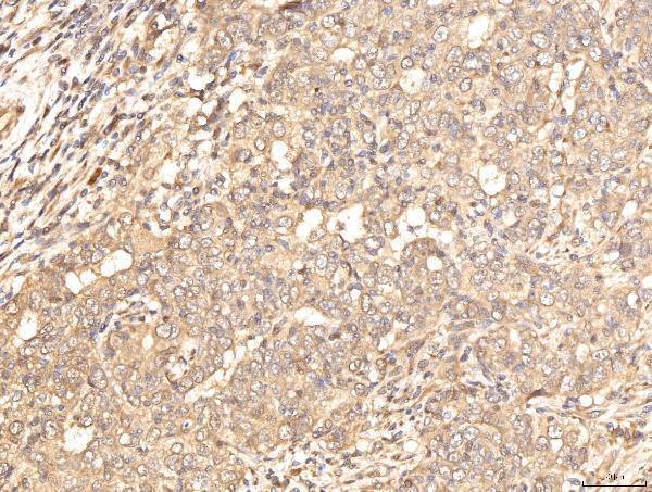 a06712 2 bhmt primary antibodies ihc testing 5