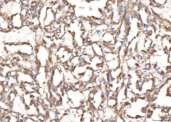 a06712 2 bhmt primary antibodies ihc testing 6