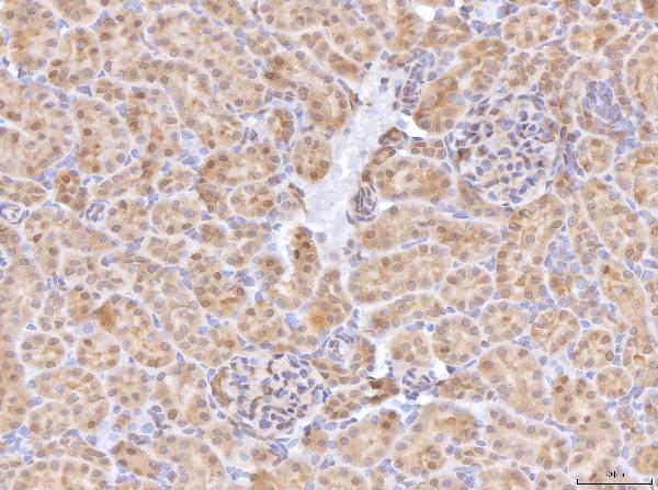 a06712 2 bhmt primary antibodies ihc testing 8