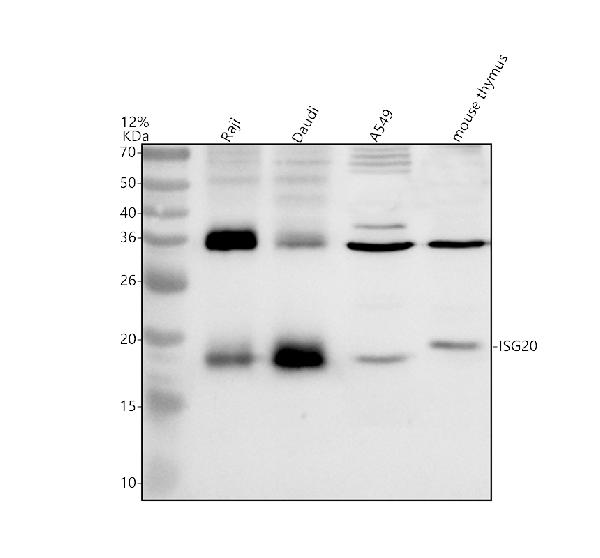 Western blot analysis of ISG20 using anti-ISG20 antibody (A06713-2)