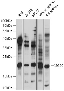 Western blot analysis of extracts of various cell lines, using ISG20 antibody  at 1:1000 dilution