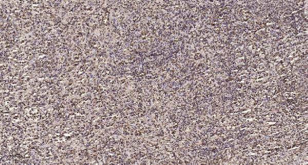 Immunohistochemical analysis of paraffin-embedded human spleen