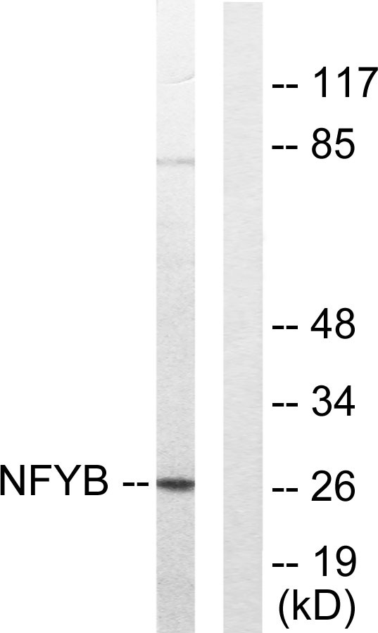 Western blot analysis of lysates from 293 cells, using NFYB Antibody