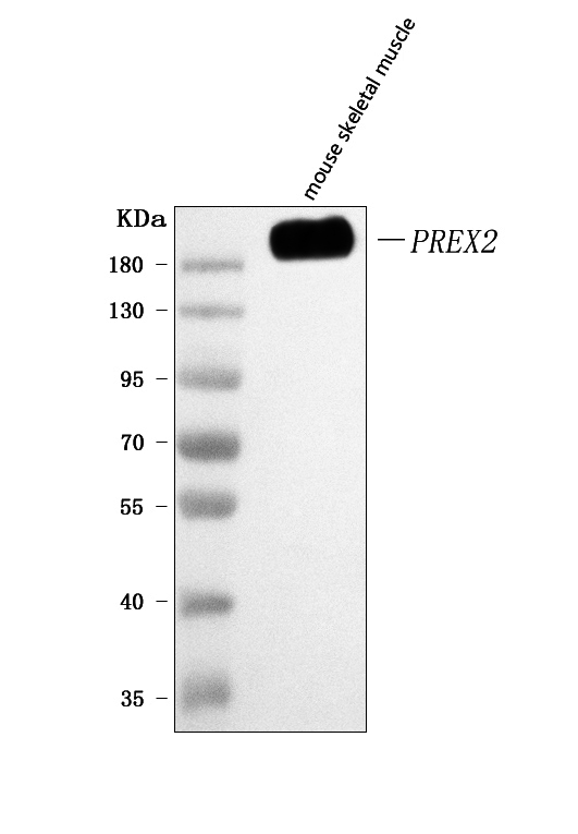 a06715 1 prex2 primary antibodies wb testing 1