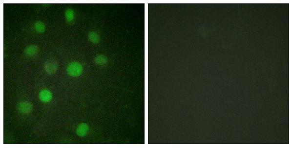 a06717 hist1h1b primary antibodies if testing 1
