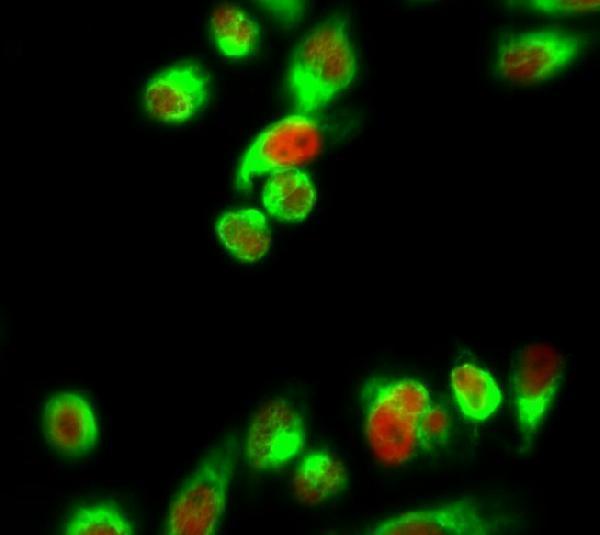 a06717 hist1h1b primary antibodies if testing 5
