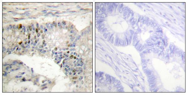 a06717 hist1h1b primary antibodies ihc testing 4
