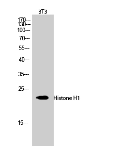 a06717 hist1h1b primary antibodies wb testing 2