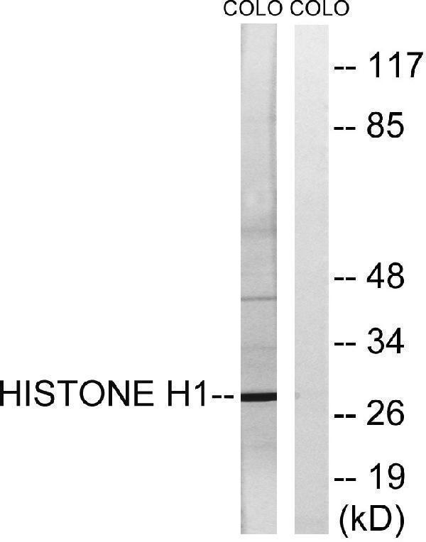 a06717 hist1h1b primary antibodies wb testing 3
