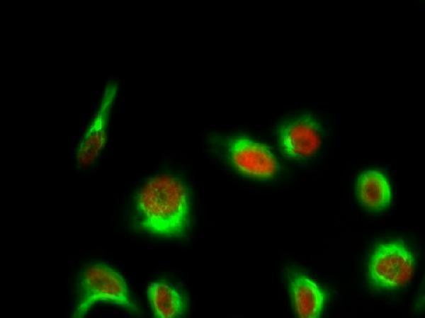 a06717t17 hist1h1b primary antibodies if testing 5