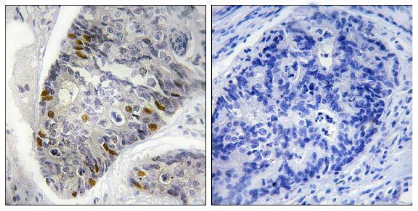 a06717t17 hist1h1b primary antibodies ihc testing 4