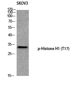 a06717t17 hist1h1b primary antibodies wb testing 2