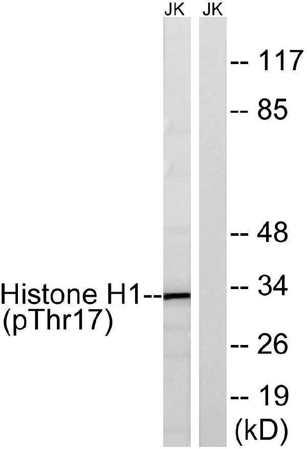 a06717t17 hist1h1b primary antibodies wb testing 3