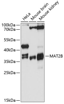 a06719 mat2b primary antiboties wb testing 1