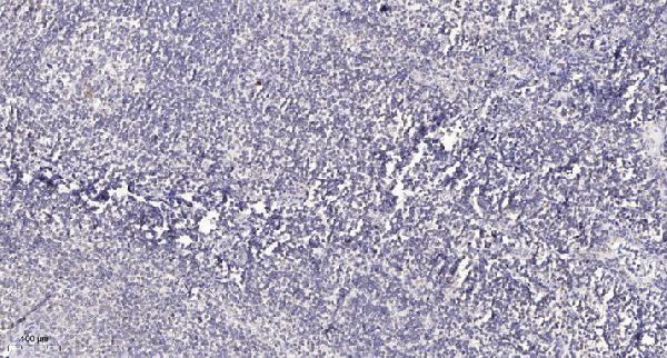 a06722 1 bag4 primary antibodies ihc testing 1