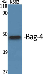 a06722 1 bag4 primary antibodies wb testing 2