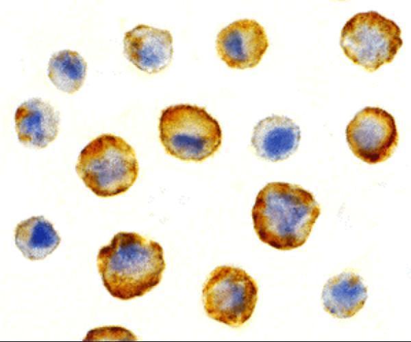 a06722 bag4 primary antibodies icc testing 2