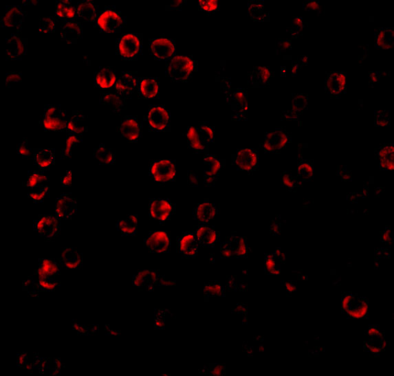 a06722 bag4 primary antibodies if testing 3