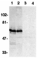 a06722 bag4 primary antibodies wb testing 1