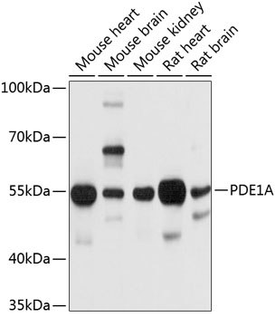 a06723 pde1a primary antiboties wb testing 1