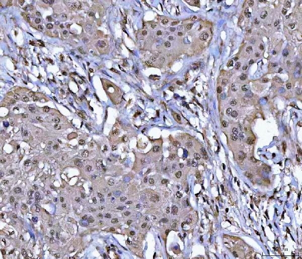 a06725 2 ppm1g primary antibodies ihc testing 4