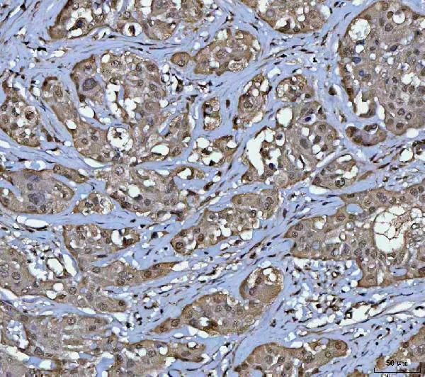 a06725 2 ppm1g primary antibodies ihc testing 5
