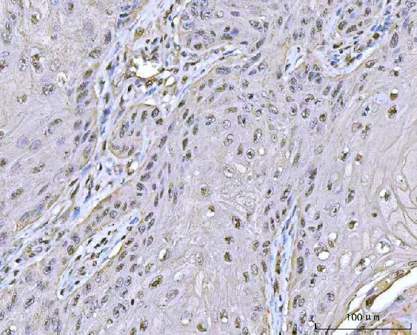 a06725 2 ppm1g primary antibodies ihc testing 6