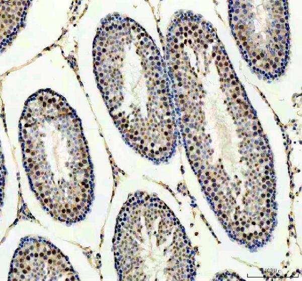 a06725 2 ppm1g primary antibodies ihc testing 7