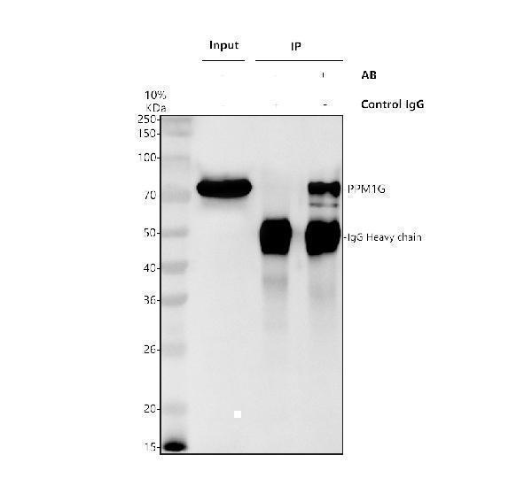 a06725 2 ppm1g primary antibodies ip testing 13