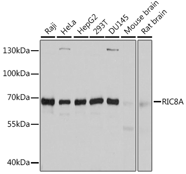 a06726 ric8a primary antiboties wb testing 1