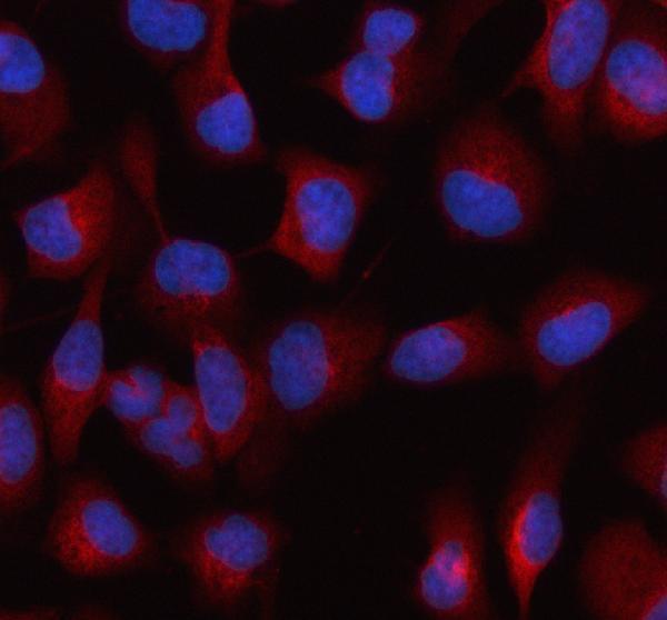  IF analysis of HDLBP using anti-HDLBP antibody (A06727-2)