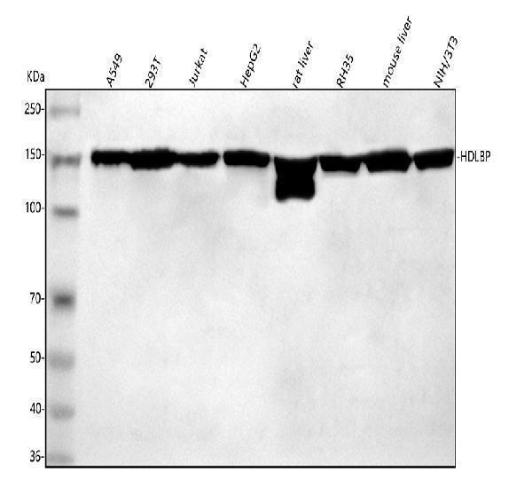  Western blot analysis of HDLBP using anti-HDLBP antibody (A06727-2)