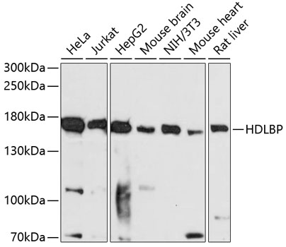 Western blot analysis of extracts of various cell lines, using HDLBP antibody  at 1:3000 dilution