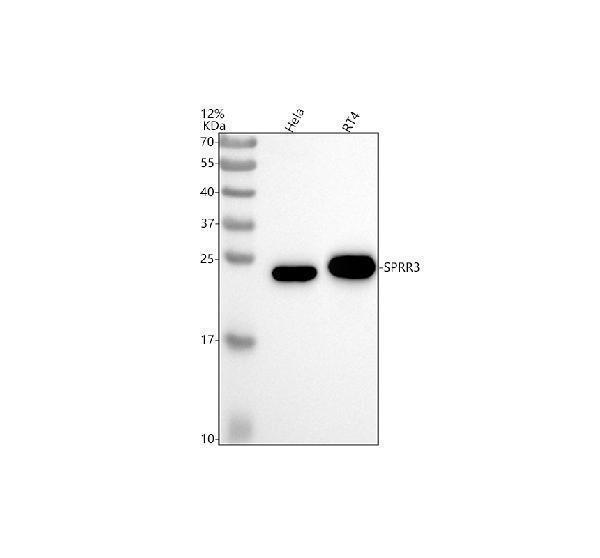  Western blot analysis of SPRR3 using anti-SPRR3 antibody (A06729-2)