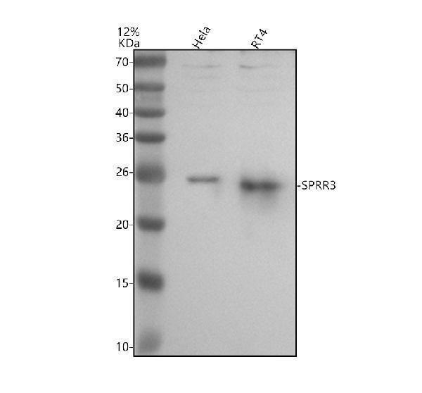 Western blot analysis of SPRR3 using anti-SPRR3 antibody (A06729-2)