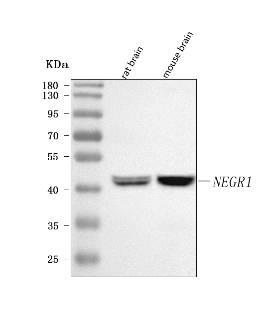  Western blot analysis of NEGR1 using anti-NEGR1 antibody (A06730-2)