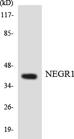 a06730 negr1 primary antibodies wb testing 1