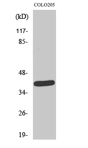 a06730 negr1 primary antibodies wb testing 2