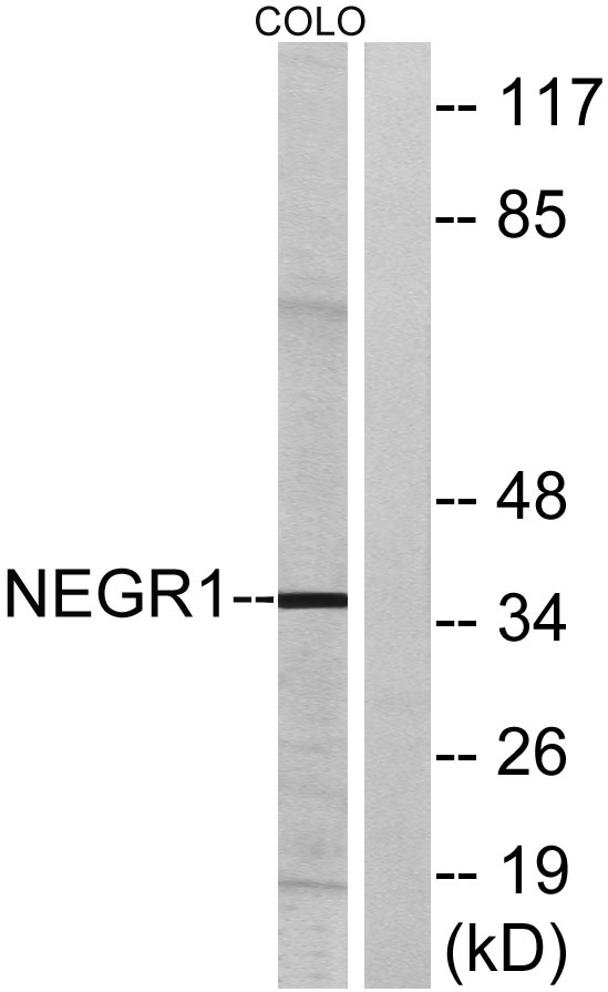 a06730 negr1 primary antibodies wb testing 3