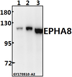 a06731 1 epha8 primary antiboties wb testing 1