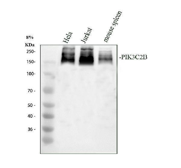 a06732 1 pik3c2b primary antibodies wb testing 1