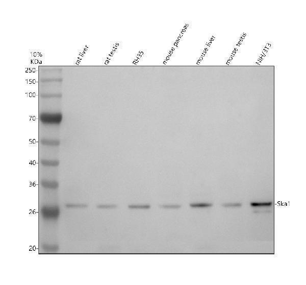 Western blot analysis of SKA1 using anti-SKA1 antibody (A06734-1)