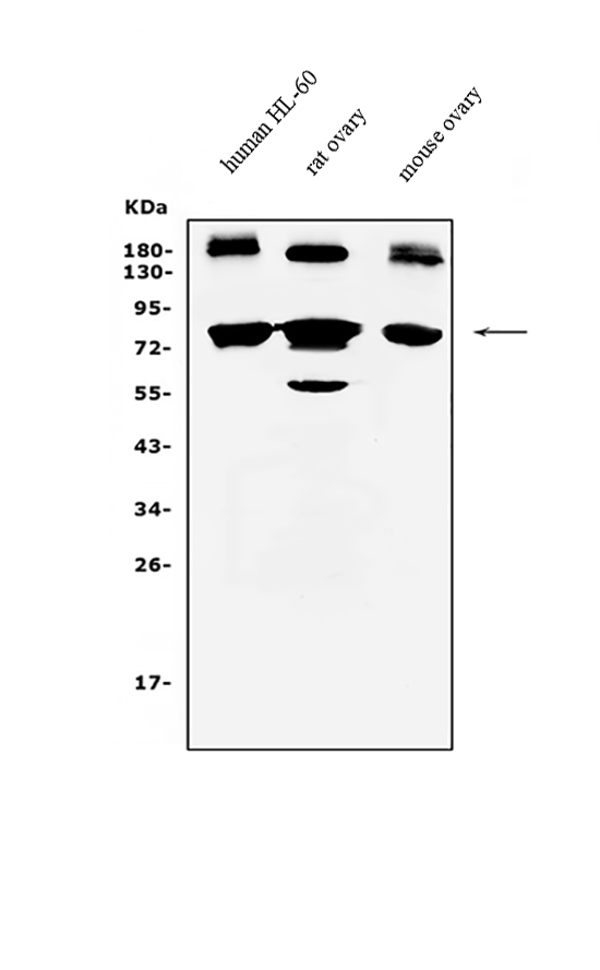 a06736 1 prdm5 primary antibodies wb testing 1