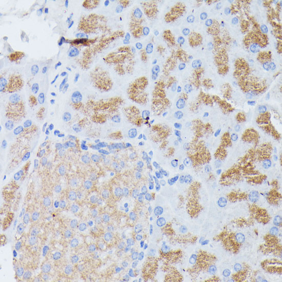 Immunohistochemistry of paraffin-embedded mouse pancreas using PLA2G1B antibody  at dilution of 1:100 