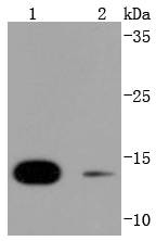 Western blot analysis of SUMO4 on different lysates using anti-SUMO4 antibody at 1/1,000 dilution