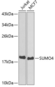Western blot analysis of SUMO4 polyclonal antibody
