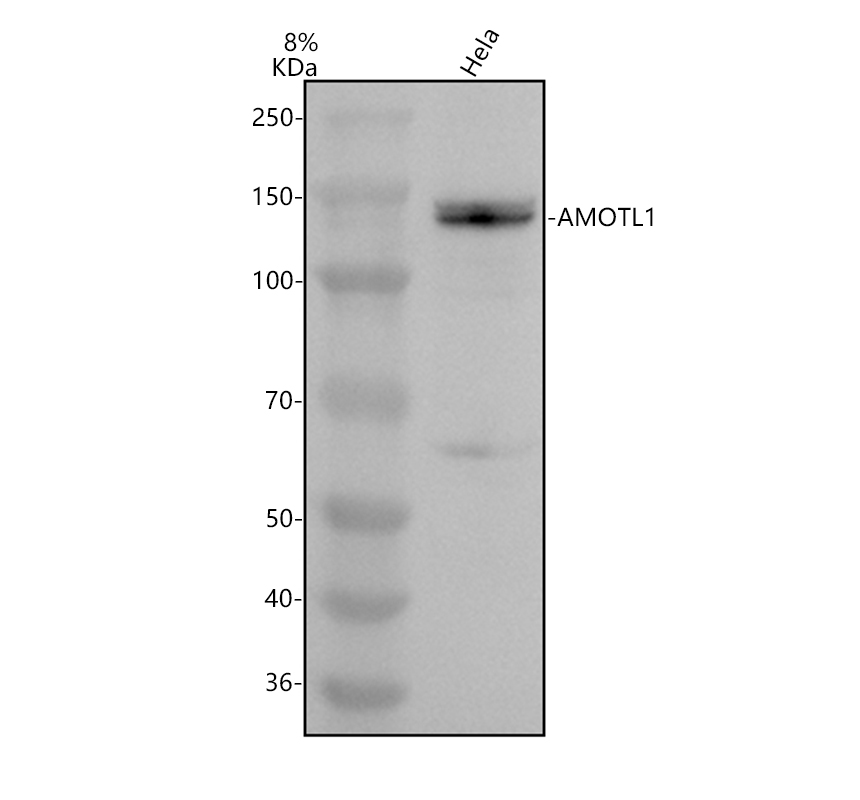 Western blot analysis of AMOTL1 using anti-AMOTL1 antibody (A06741-2)