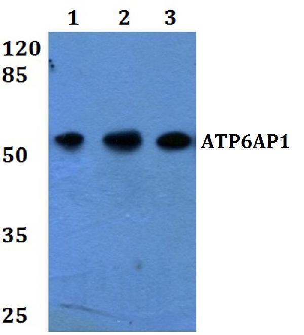 a06742 atp6ap1 primary antiboties wb testing 1